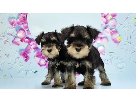 Black silver minyatür schnauzer yavru