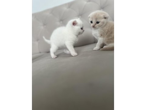 2 aylık chinchilla erkek kedimiz