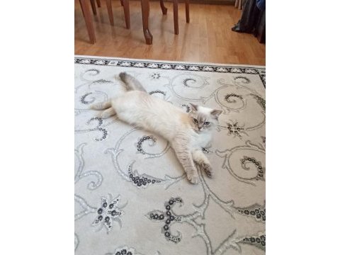 British shorthair dişi
