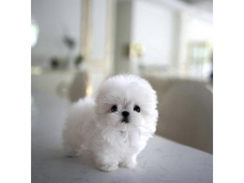 Yıldızımız artık sızlerle kore toy poodle yavrumuz