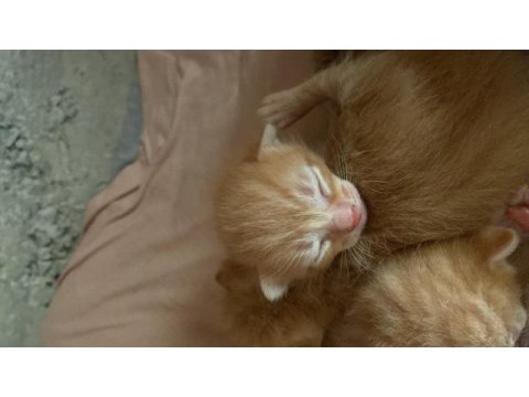 Sarman yavru tekir kedi