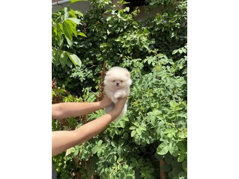 Pomeranian boo bebekler