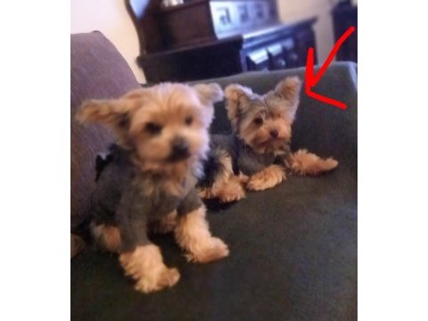 Yorkshire terrier köpeğimi sahiplendirmek istiyorum