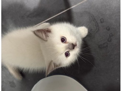 British shorthair blue point (colourpoint)
