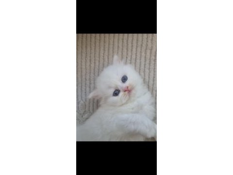 British longhair kedisi beyaz