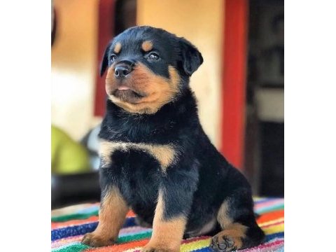 Rottweiler kapıda ödemeli çiftlik kredi kartı geçerli