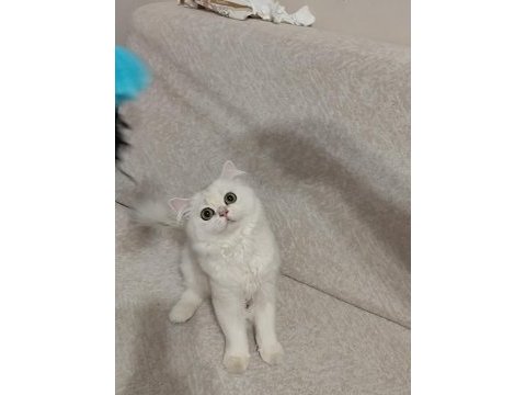 British longhair