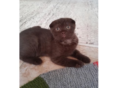 British shorthair yavru kedimiz