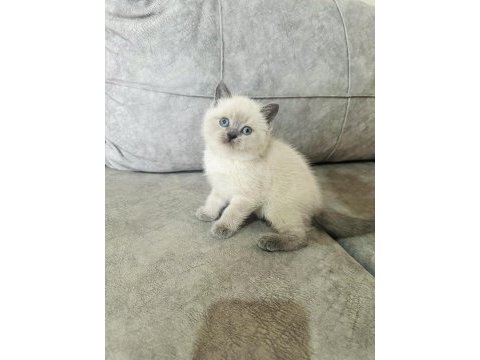 Safkan ayı suratlı british shorthair oğlum