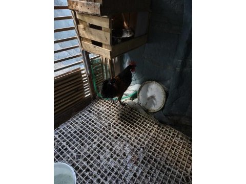Sağlıklı horoz yeni ötmeye başladı denizli