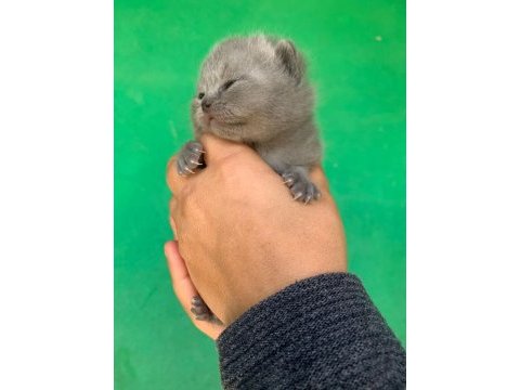Scottish fold yavrularımız