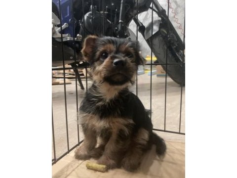Yorkshire terrier