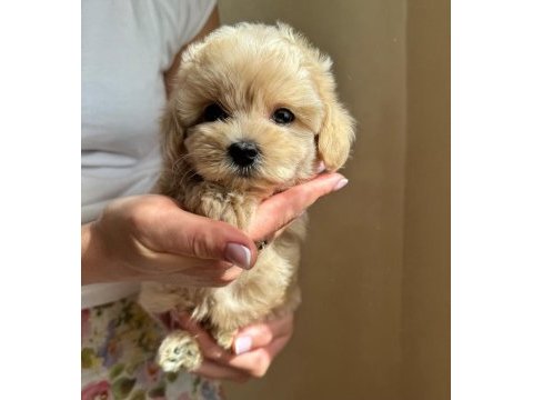 Kg garantili maltipoo yavrularımız