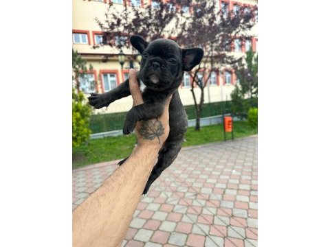 Süper anatomi french bulldog bebekler