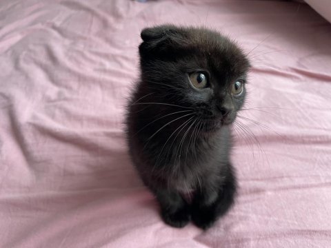 Nadir renk özel bebek isteyene uslu scottish fold bebekler