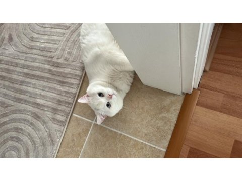 Sade british shorthair