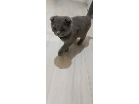 Scottish fold ve british shorthair