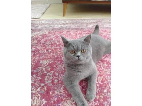 Çok acil en acilinden british sahiplendireceğim