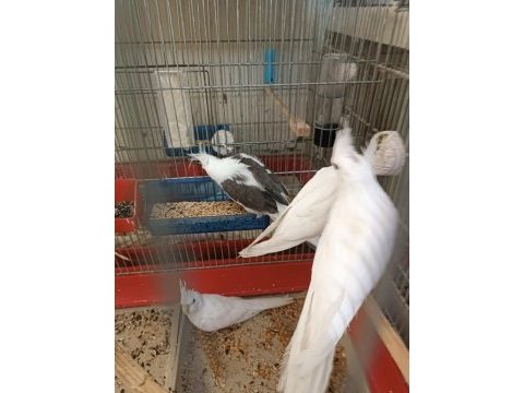 Lutino ve albino sultan papağanlar