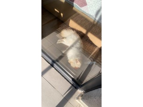 Safkan tüm aşıları tam erkek pomeranian