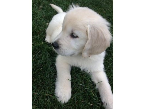 Renk renk golden retriever