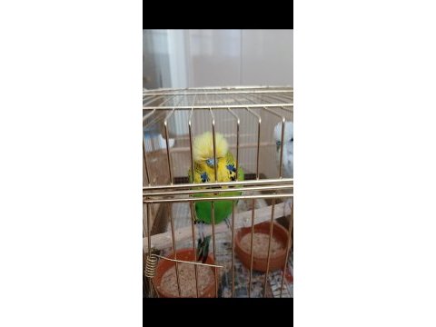 Muhabbet kuşlar için ciddi alıcılar yazsın