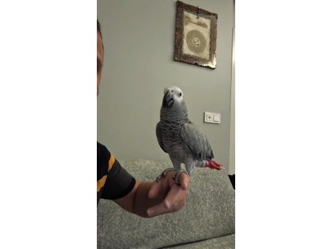 Full evcil tam bir maskot jako papağanımız