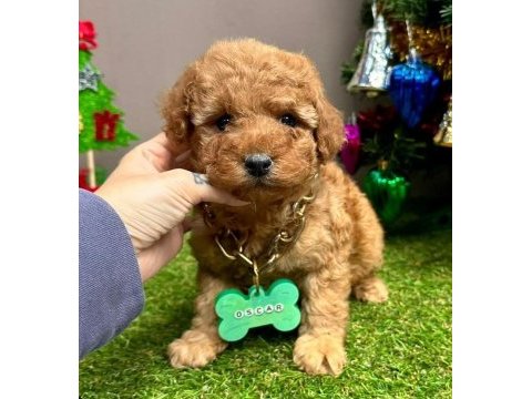 Sevimli toy poodle yavrularımız