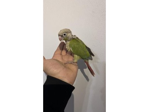 Eskişehir de konur papağanları
