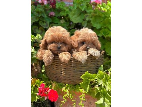 Kore maltipoo en iyisini en güzelini isteyene