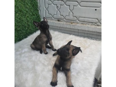 Orjinal safkan belçika kurdu erkek