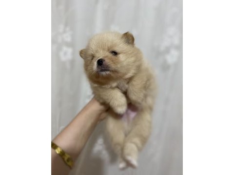 1 ay sonra rezerve edilecek pomeranian