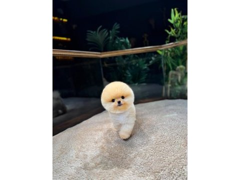 Güvenle pomeranian sahiplenin 7/24 deste