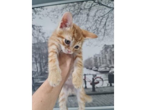 3 tane nur yüzlü tekir yavrularımız