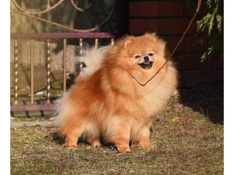 Orjinal ayı surat pomeranian boo bebekler