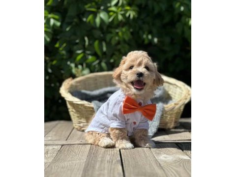 Maltipoo bebekler tüy dökmez
