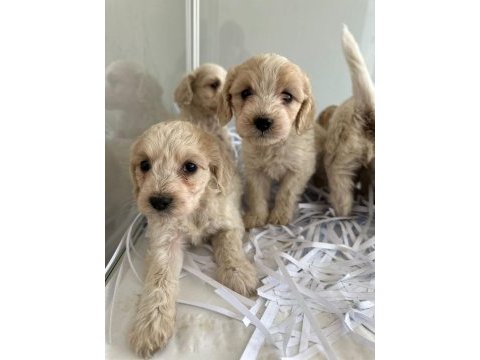 Maltipoo yavrularımız