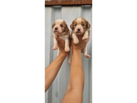 Cavalier king charles