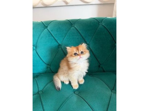 Pamuk prenses kediler