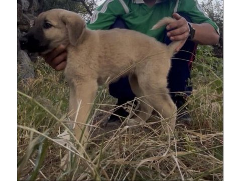 Kangal - anadolu çoban köpeği ve akbaş yavrusu