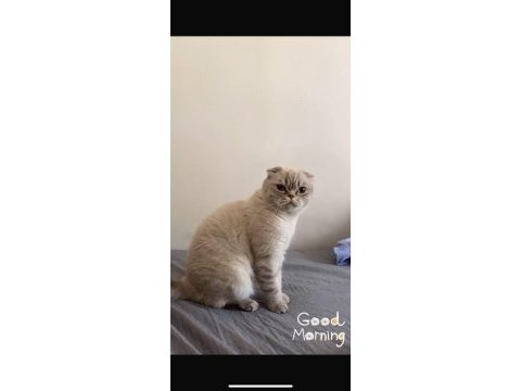 Scottish fold kedimiz ankara