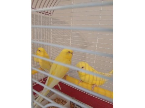 Yavru muhabbet kuşu