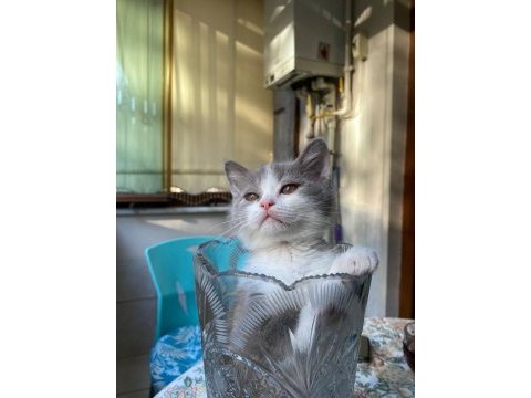 Irk garantili british shorthair bebeklerimiz