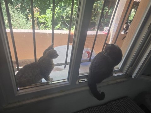1 yaşında dişi russian blue
