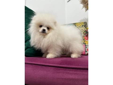 Ankaranın en kaliteli ayı suratlı pomeranian yavruları