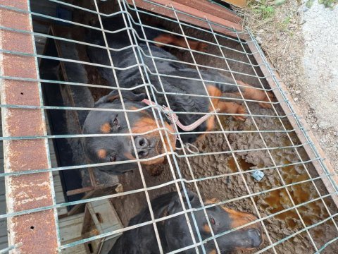 Ücretsiz rottweiler