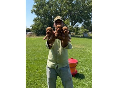 Maltipoo yavrular bir birinden güzel tatlı