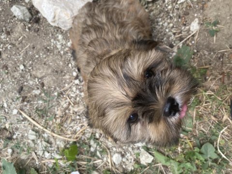 2,5 aylık güzel gözlü shih tzu kızlarım