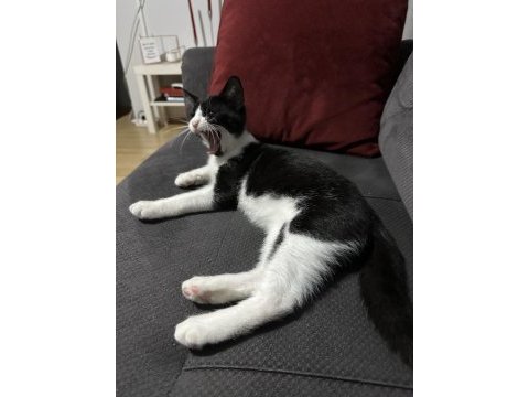 3,5 aylık yavru kedim