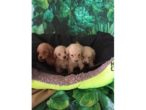 Irk ve sağlık garanti maltipoo yavrularımız